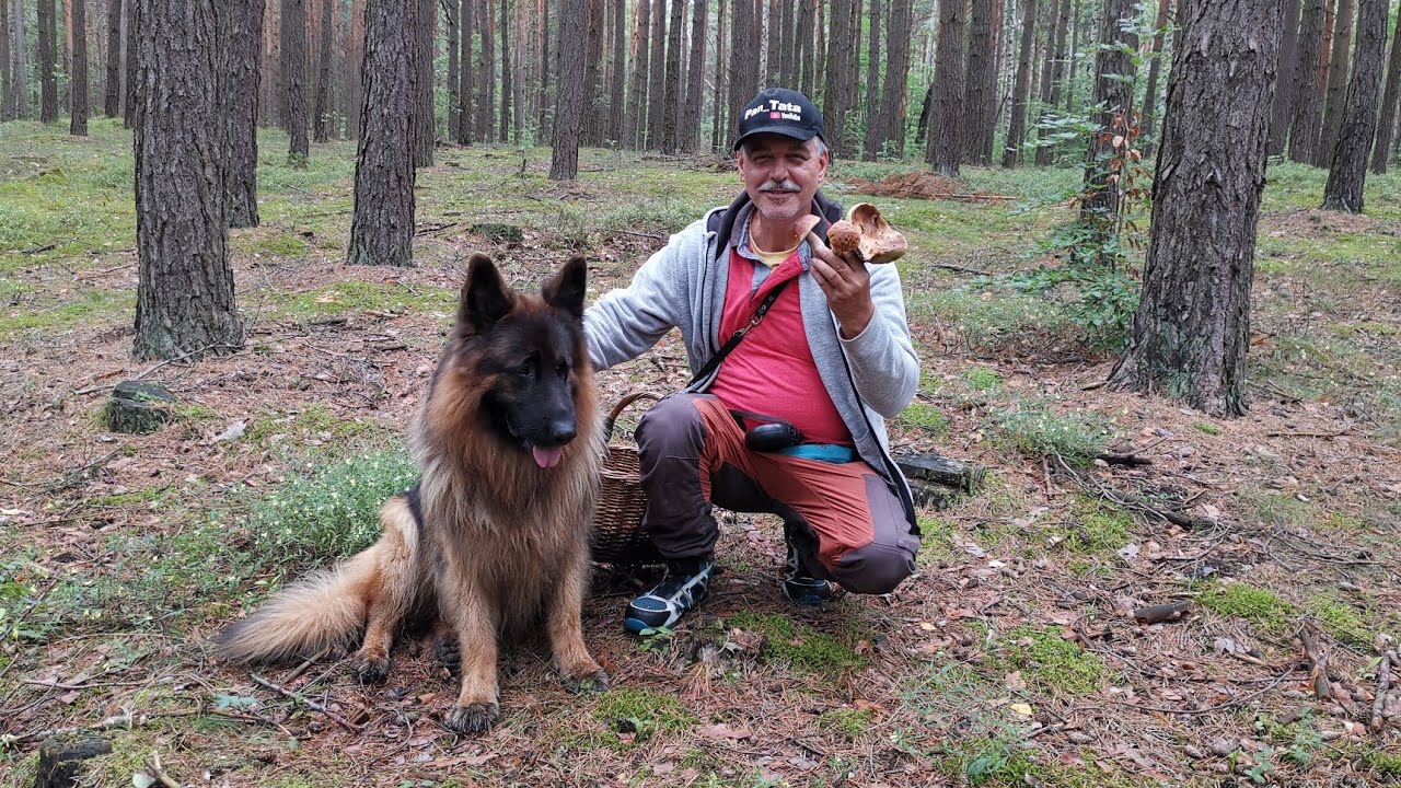 Jaroszowiec.Są Prawdziwki Podgrzyby i Kurki.