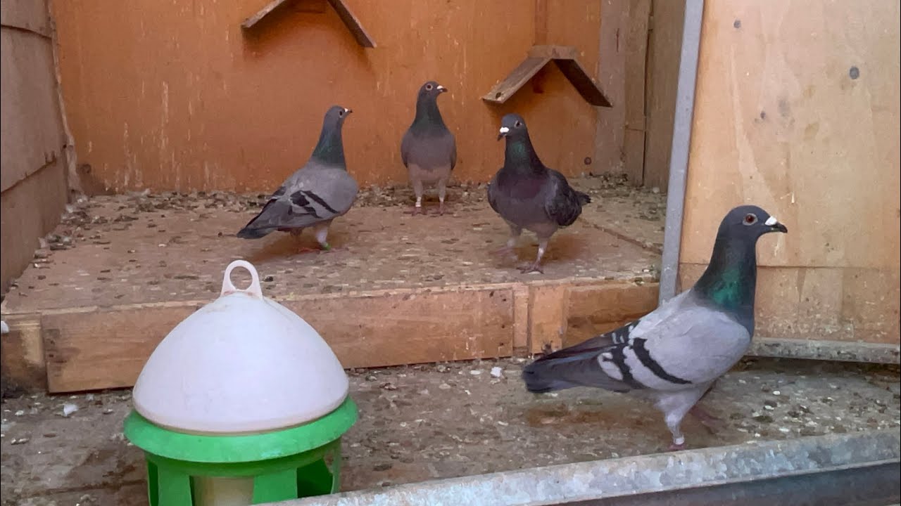 دخول الحمام من مسابقة سيدي بنور, توليعة عالمية مع الحمام الزاجل 🌟🕊️pigeon voyageur racing