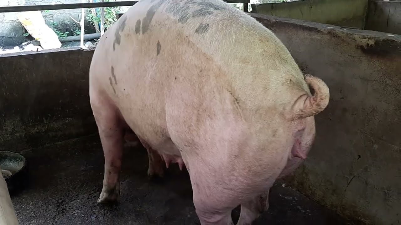 Update sa mga ALAGANG 🐷 22 days na hindi nag reHEAT + 2 biik na bansot Starter feeds na pakain