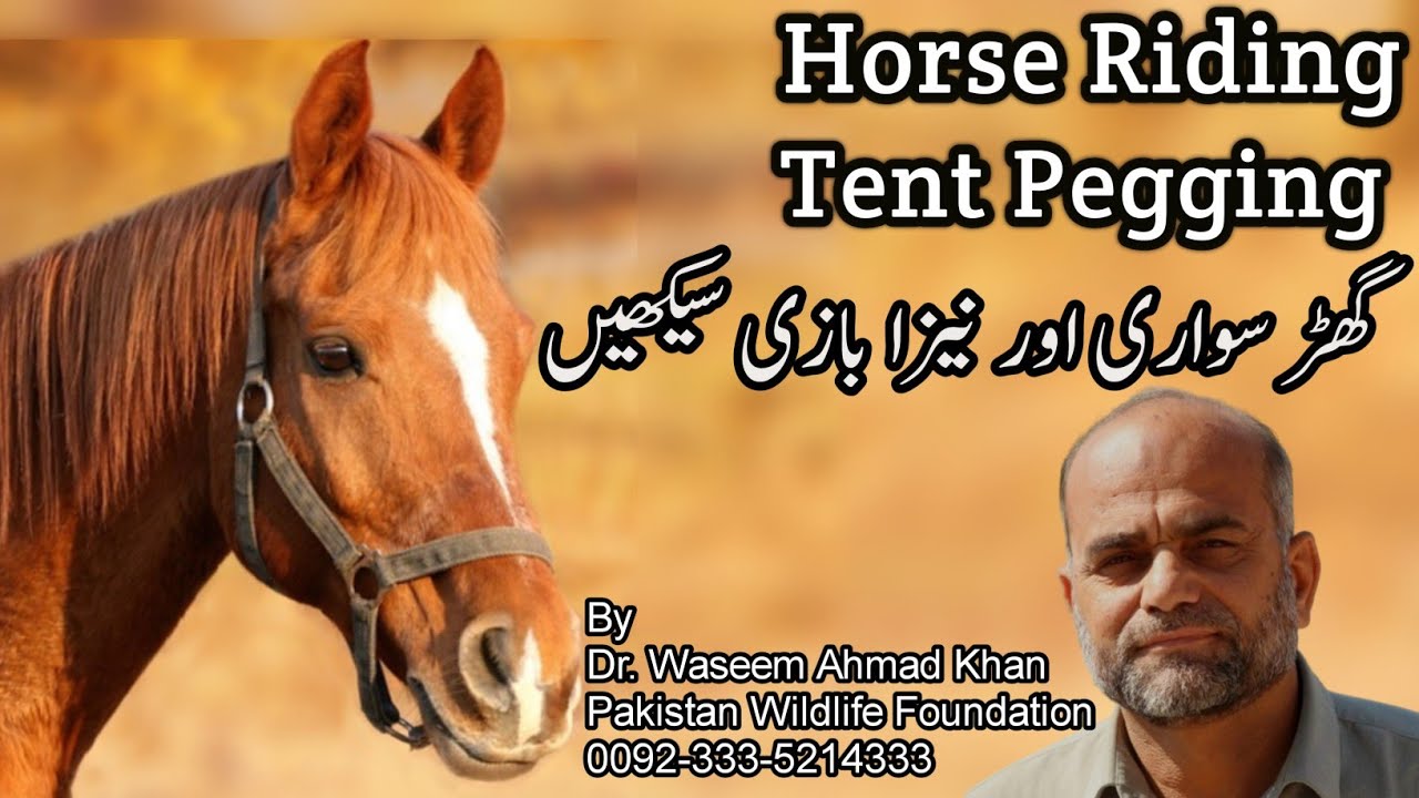Tips For Horse Riding And Tent Pegging | Horse Riding Techniques | Tent Pegging Techniques