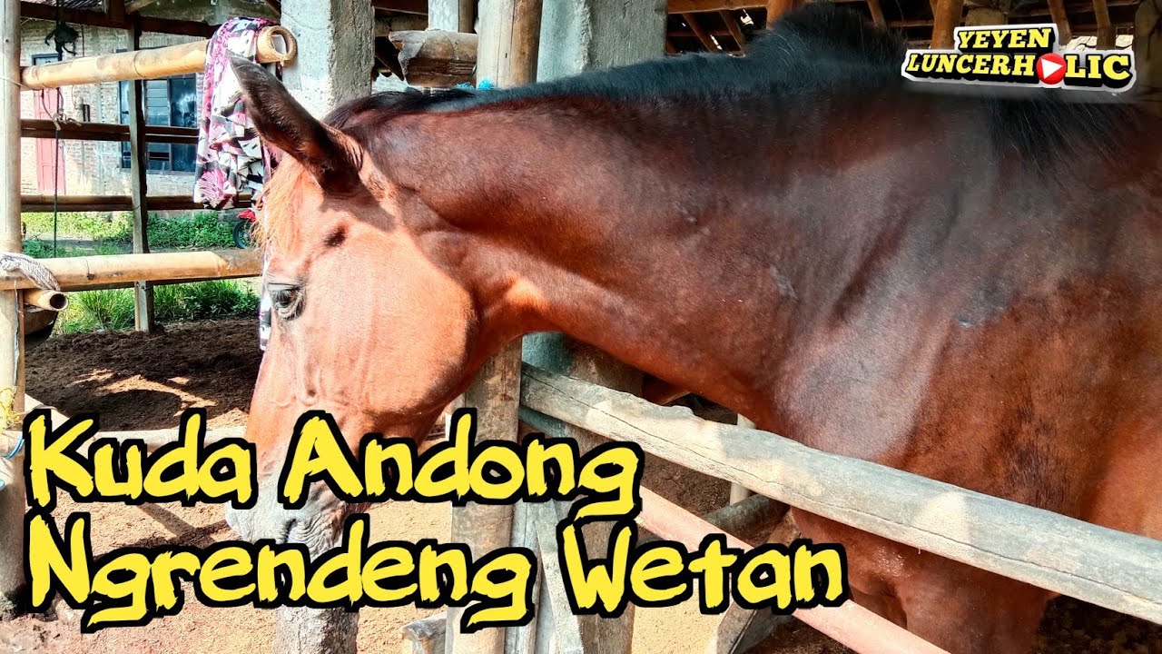 Main lihat kuda dikandang kelompok Dusun RENDENG WETAN Bantul