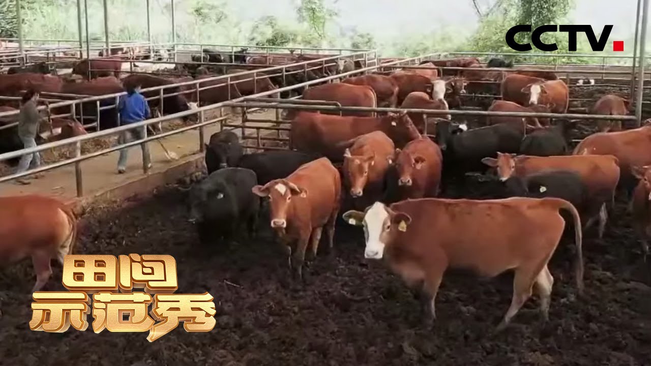 甘蔗喂牛不上膘？不要怕 养牛专家有妙招！| CCTV「田间示范秀」20210122