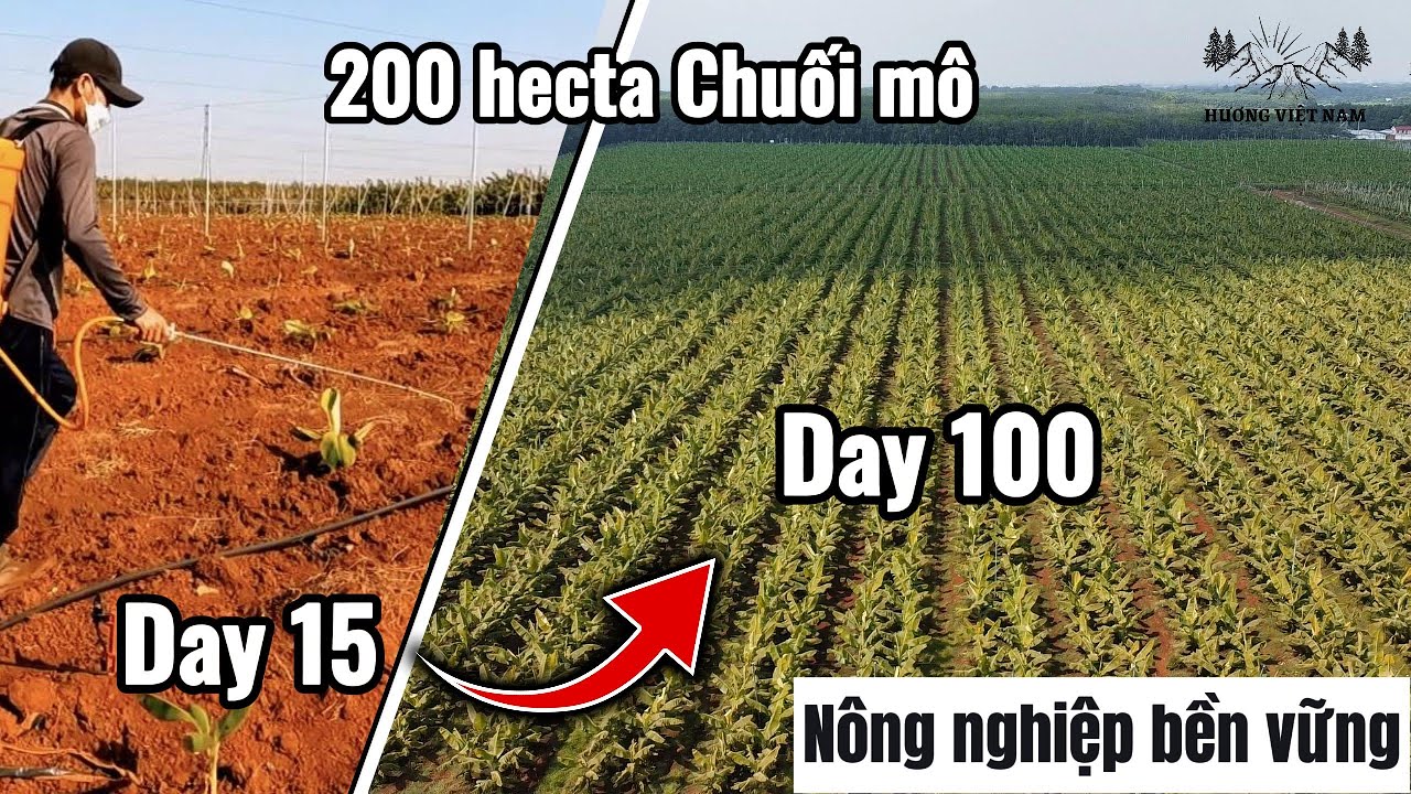 Chuối mô 100 ngày - Bí quyết bón phân cho Chuối mô ra bắp đồng loạt và cách chọn chồi chuối F