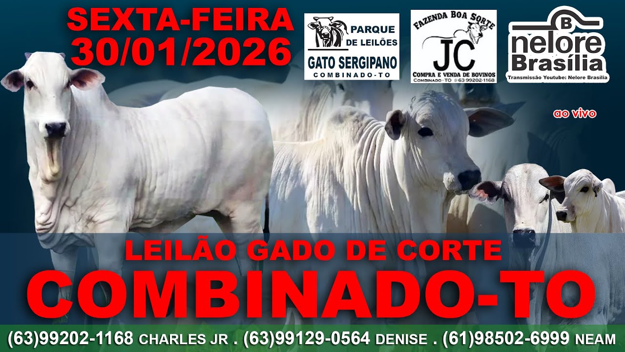 Leilão Gado de Corte, Combinado-TO, 30/01, (63)99202-1168 (63)99129-0564 (61)98502-6999