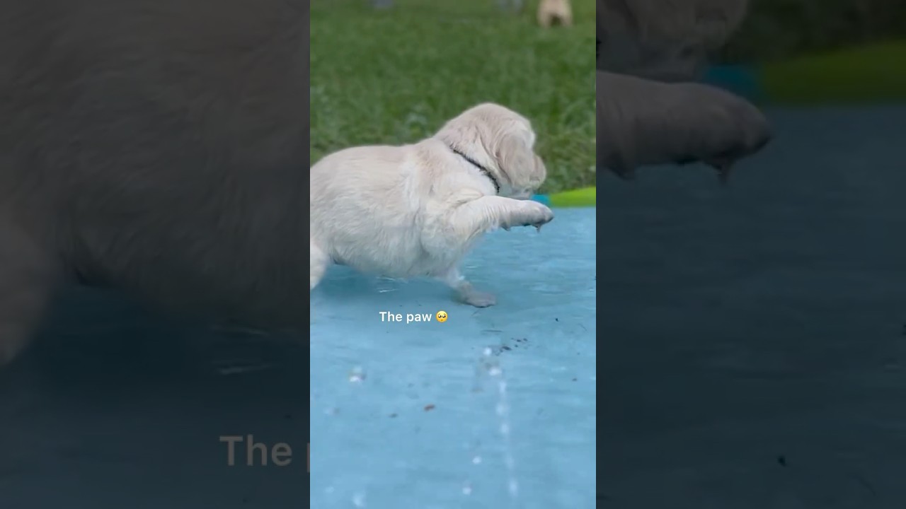 💦FIRST experience with the splash pad&hellip;.  #puppy #goldenretriever #dog #cute #funny #mayaandbear