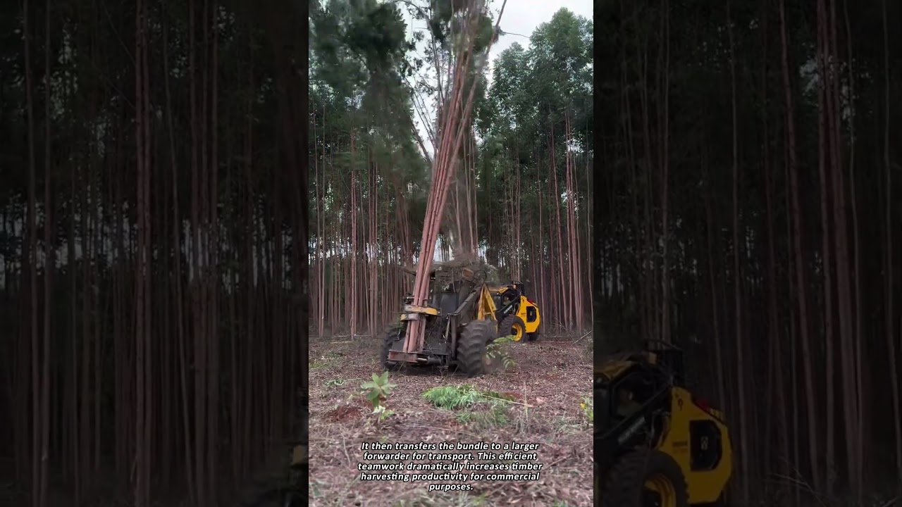 The Power and Precision of Mechanized Logging