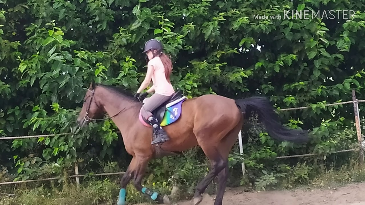Stajnia Lubiczówka - trening na Menuet 15.08.19 r