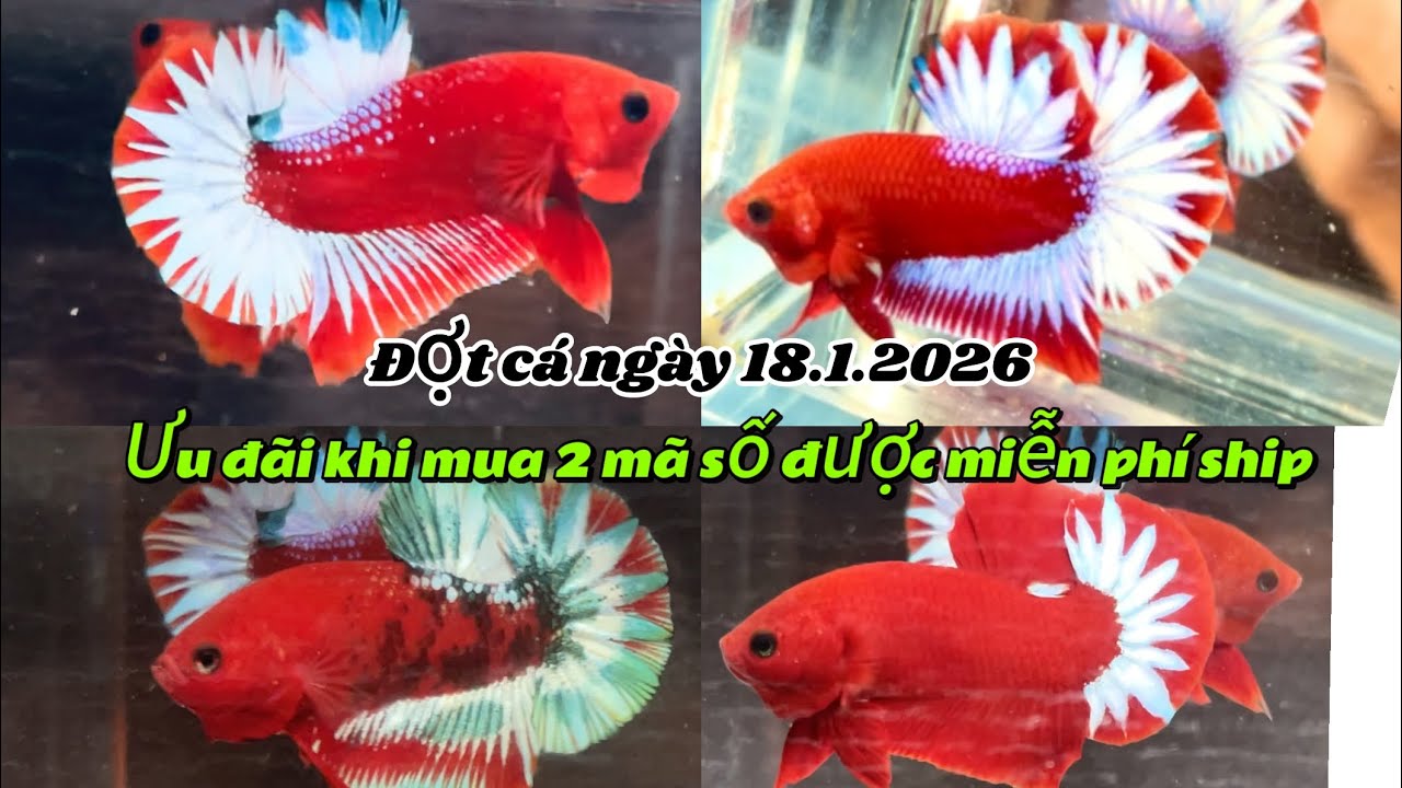 Đợt cá ngày 18.1.2026. Có chia cá mái. khi mua 2 mã số được miễn phí ship, zl: 0336306334 (linh) 