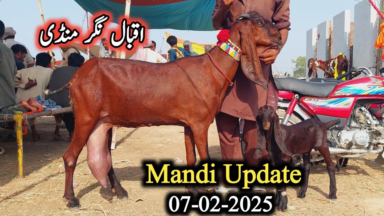 Today Latest Update Iqbal Nagar Mandi-Milking Goats With Kids-Breeders-7 February 2025