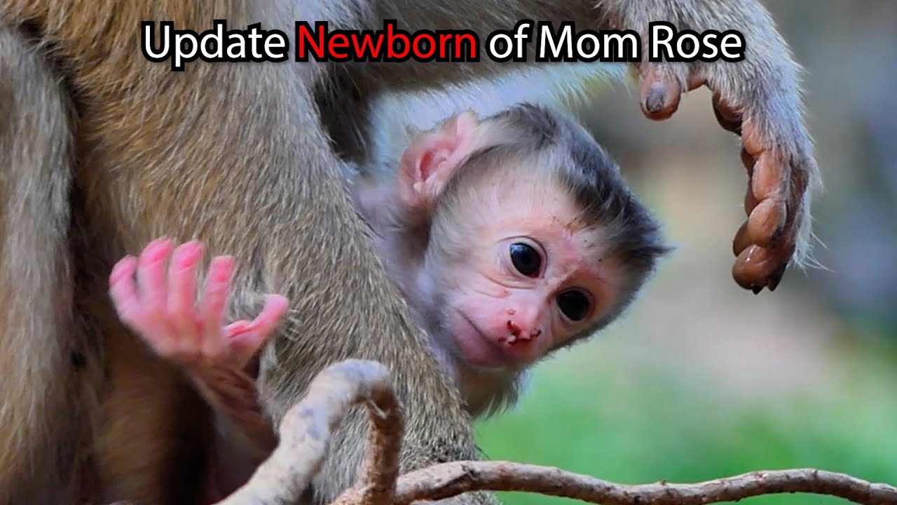 Update Newborn of Mom Rose. and Newborn Of Mom Nanda ! #newborn