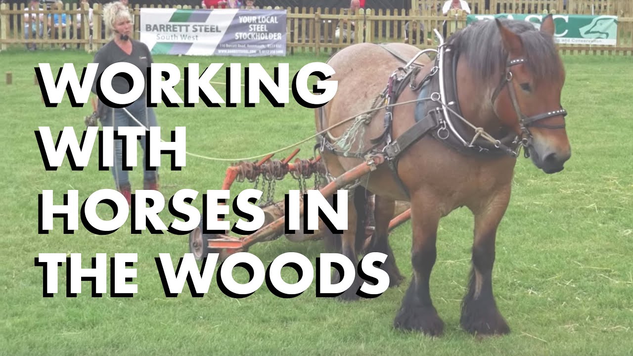 Working with Horses in the Woods