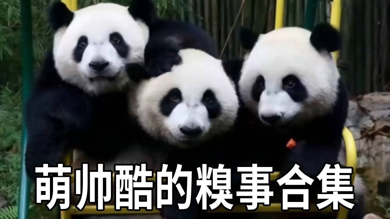 三胞胎萌帅酷的糗事合集～一個比一個能摔跤，大姐萌萌下班摔倒摔上熱搜！【你好大熊猫】