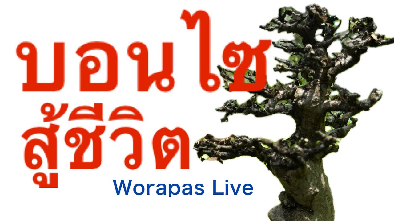 บอนไซสู้ชีวิต @WorapasLive 