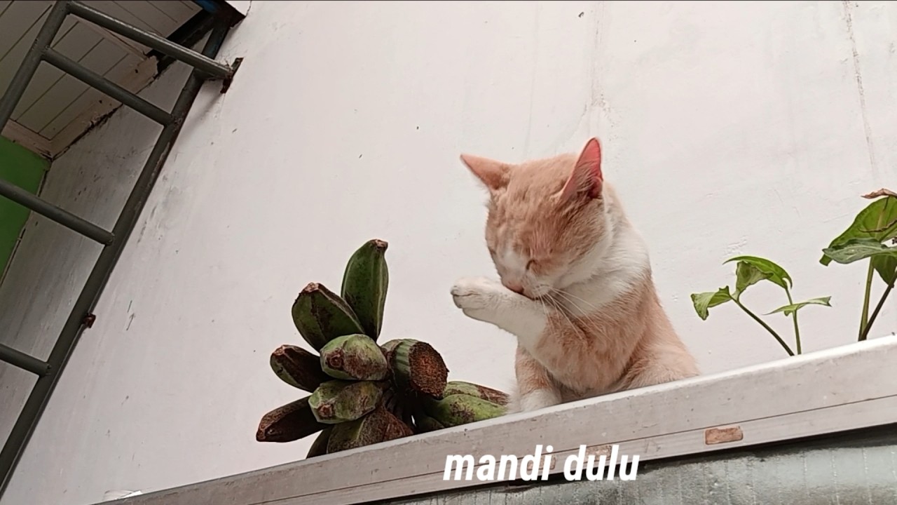 Kucing Choki dan Kripik pisang