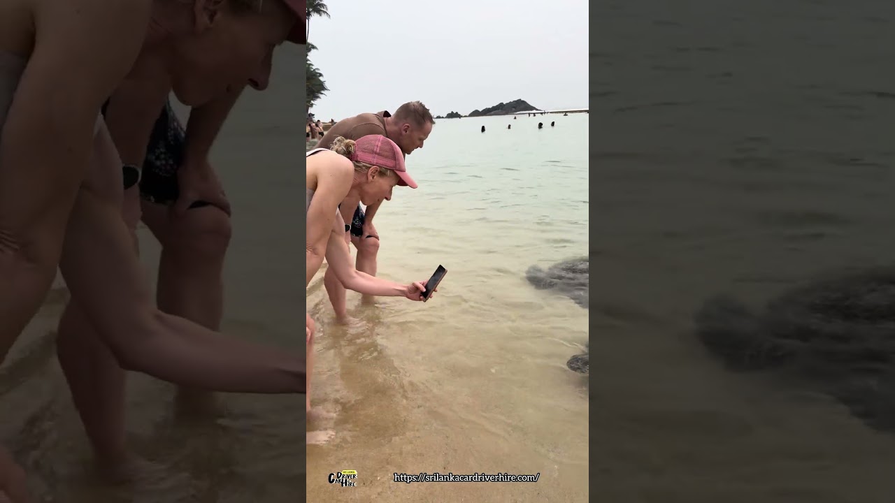 Sri Lanka is famous for its sea turtles,🐢🐢🐢🐢