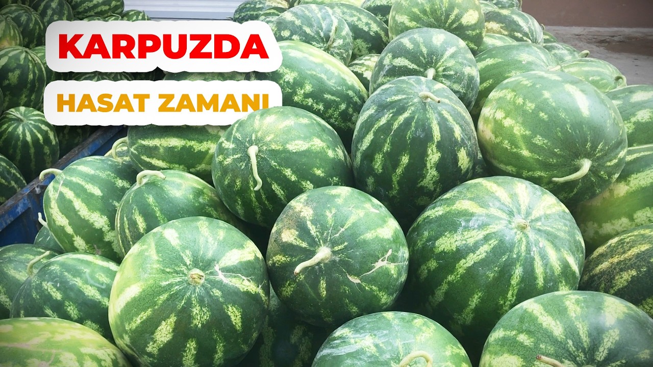 İyi KARPUZ Nasıl Seçilir | Karpuz Seçmenin ve Toplamanın Püf Noktaları