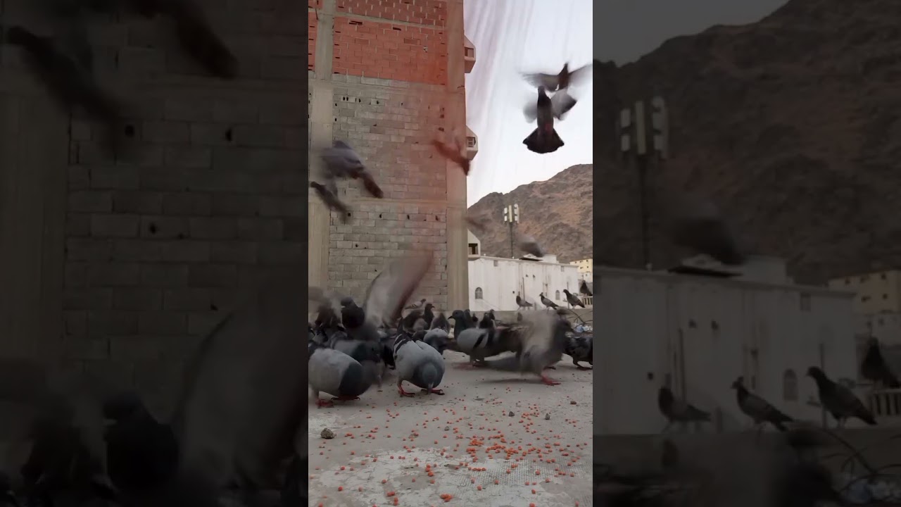حمام الحرم 