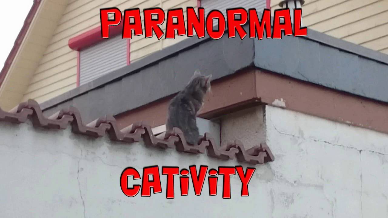 Paranormal Cativity! Katze unter Drogen? Keysjore & Seyko auf der Suche nach der Wahrheit