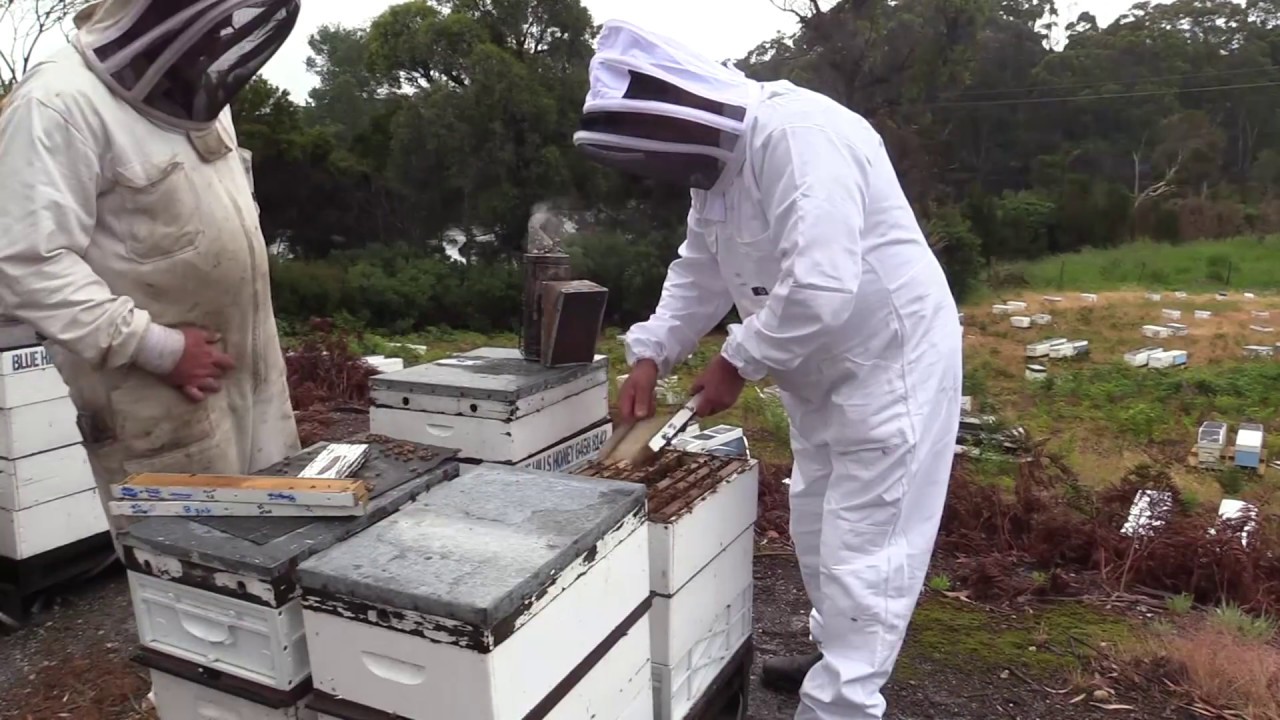 Breeding Queen Bees (Blue Hills Honey) &ndash; a video from the Honey Bee & Pollination Program