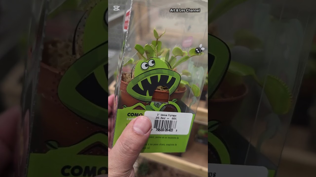Гигантское растение в Канаде! Новый питомец #венеринамухоловка
