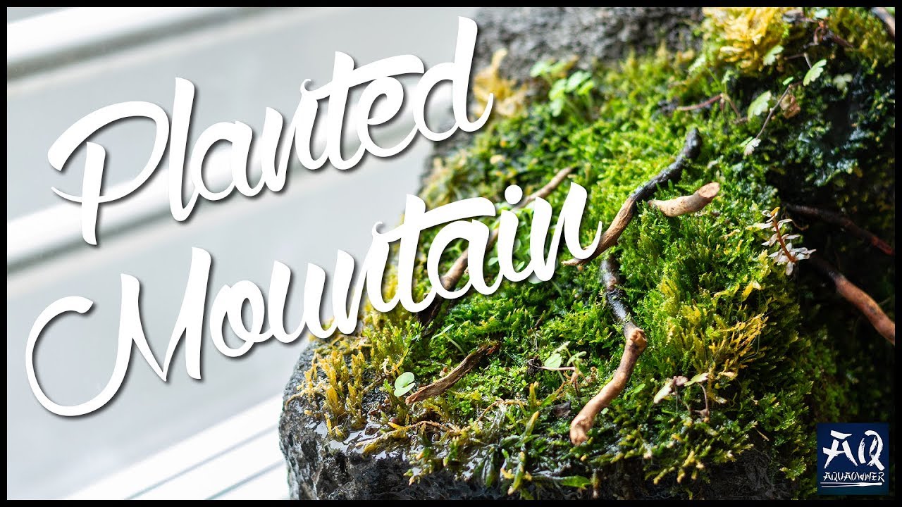 Planted Mountain selber bauen | AquaOwner