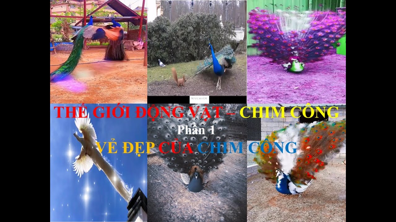 THẾ GIỚI ĐỘNG VÂT - CHIM CÔNG (Phần 1) - VẺ ĐẸP CỦA CHIM CÔNG