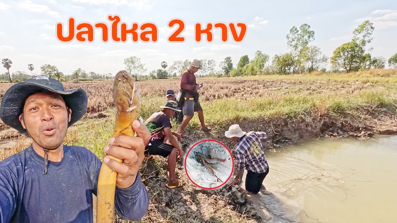 แทงปลาไหล ทีเดียวโดน 2 ตัว เพิ่งเคยเจอ เยอะมาก รูเต็มเลย มีไซด์โล