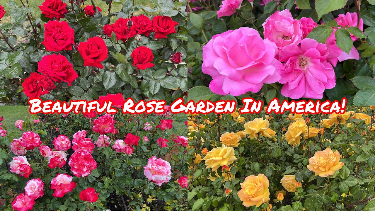 MOST BEAUTIFUL ROSE GARDEN IN AMERICA! SAN JOSE MUNICIPAL ROSE GARDEN!
