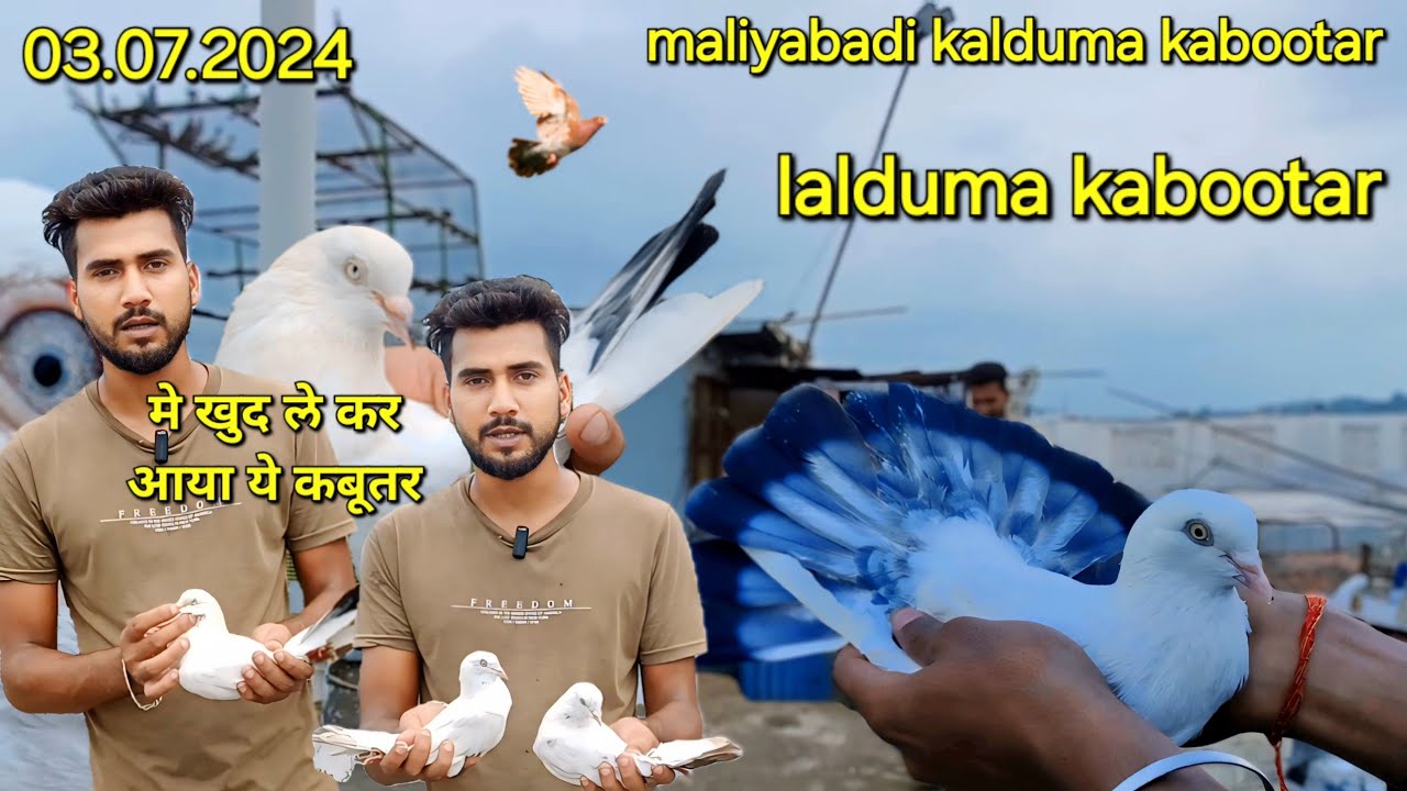 ache aur nayab allahabadi kalduma kabootar ! laldume kabootar ! kyarish kadri pigeons