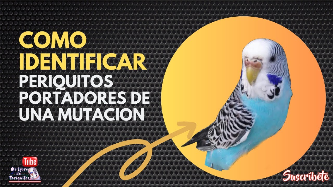 Como Identificar Periquitos Portadores de Una Mutación