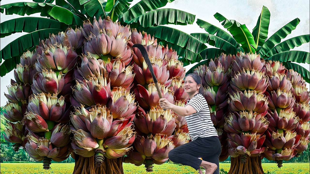 Harvesting Giant Banana Flower | Natural Superfood for Digestion – Market Crowd Goes Crazy
