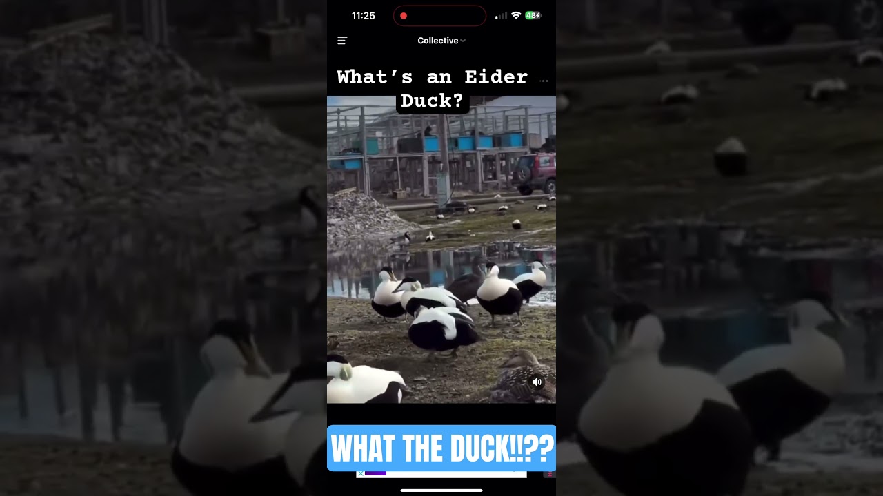 Have You Even Heard of This Kind of Duck Before!?🦆🦆Eider Ducks!!