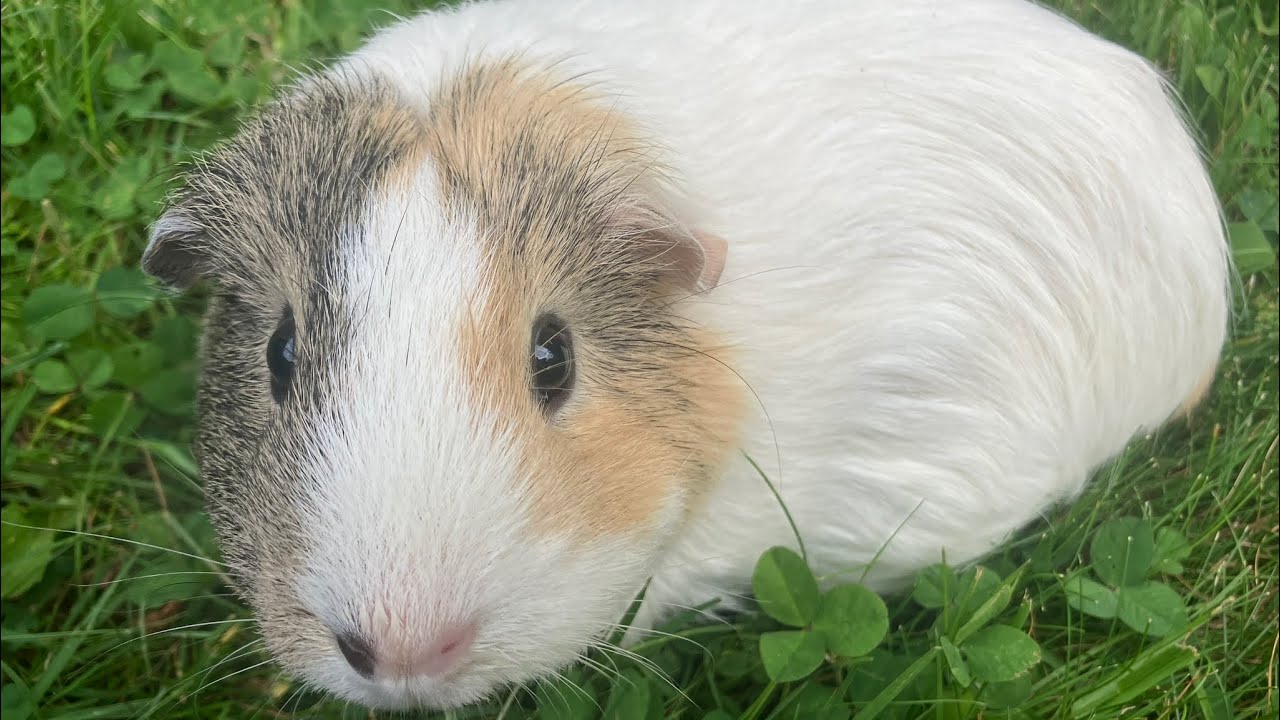 A Tribute to Puddles