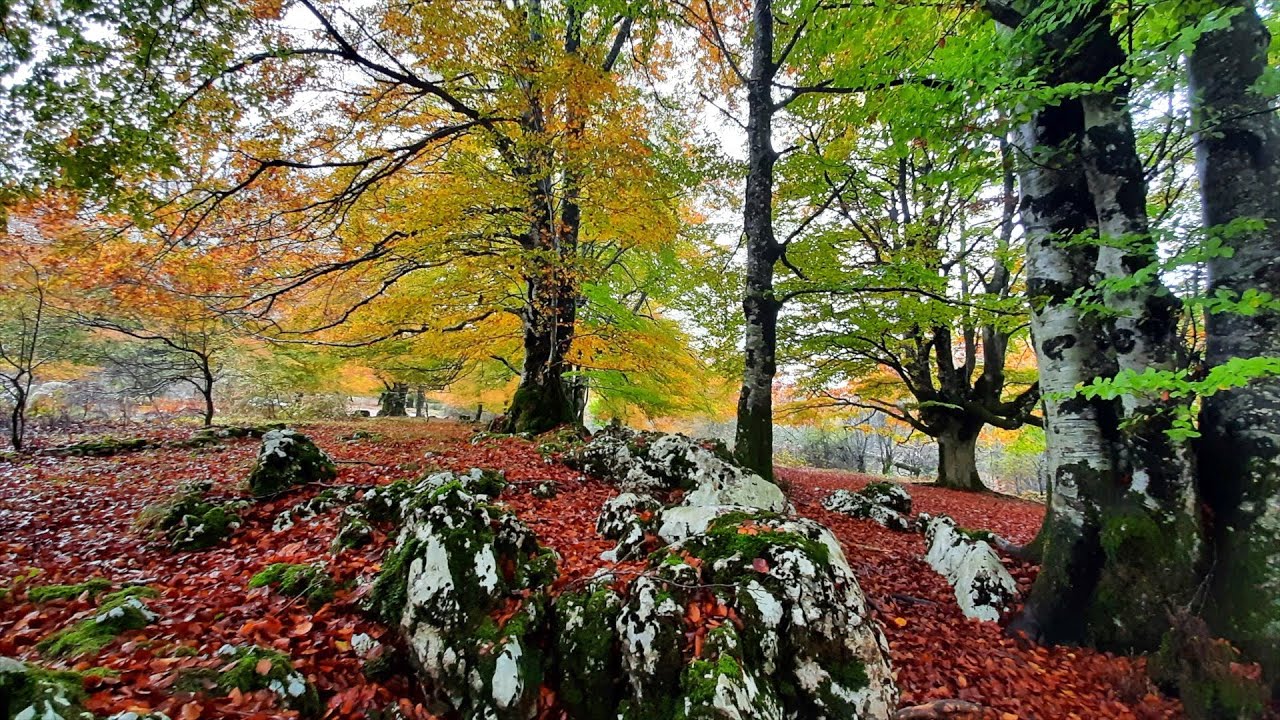 Oto&ntilde;o 2021 ( Urbasa y el Bosque Encantado)