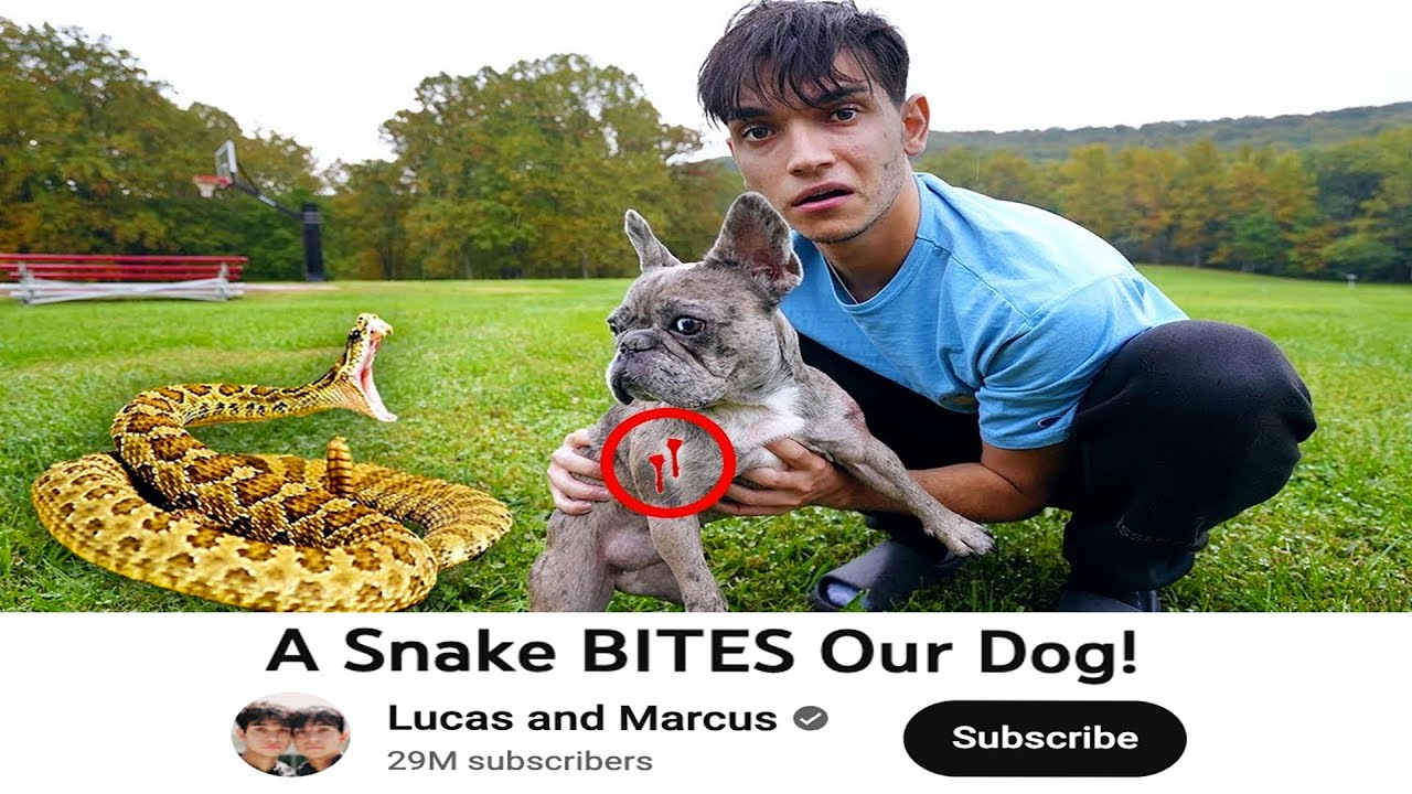 This YouTuber Puts His Dog In Danger For Views