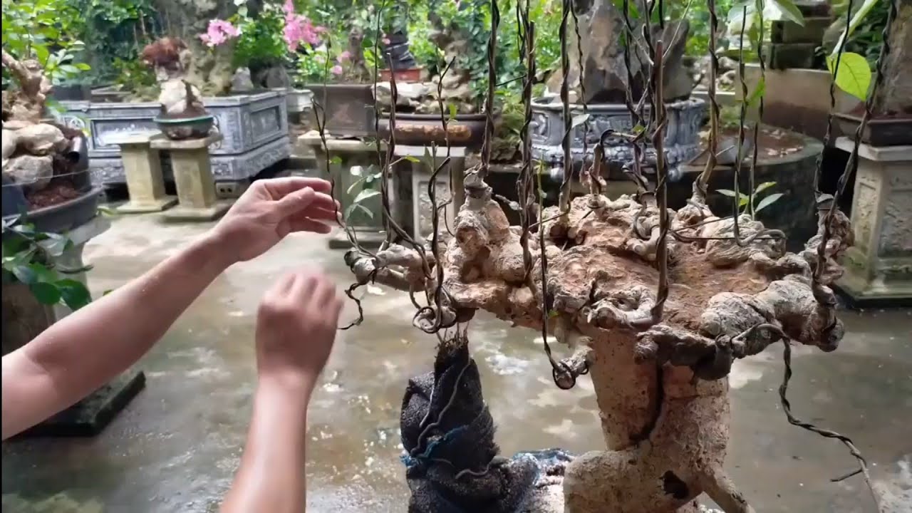 Chia sẻ các bác cụm rừng duối trên thân #Caycanhnhavuon