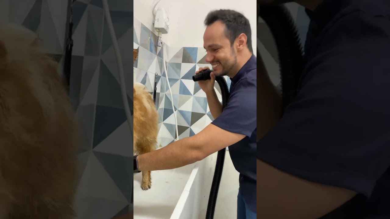 Banho e Tosa em Chow Chow