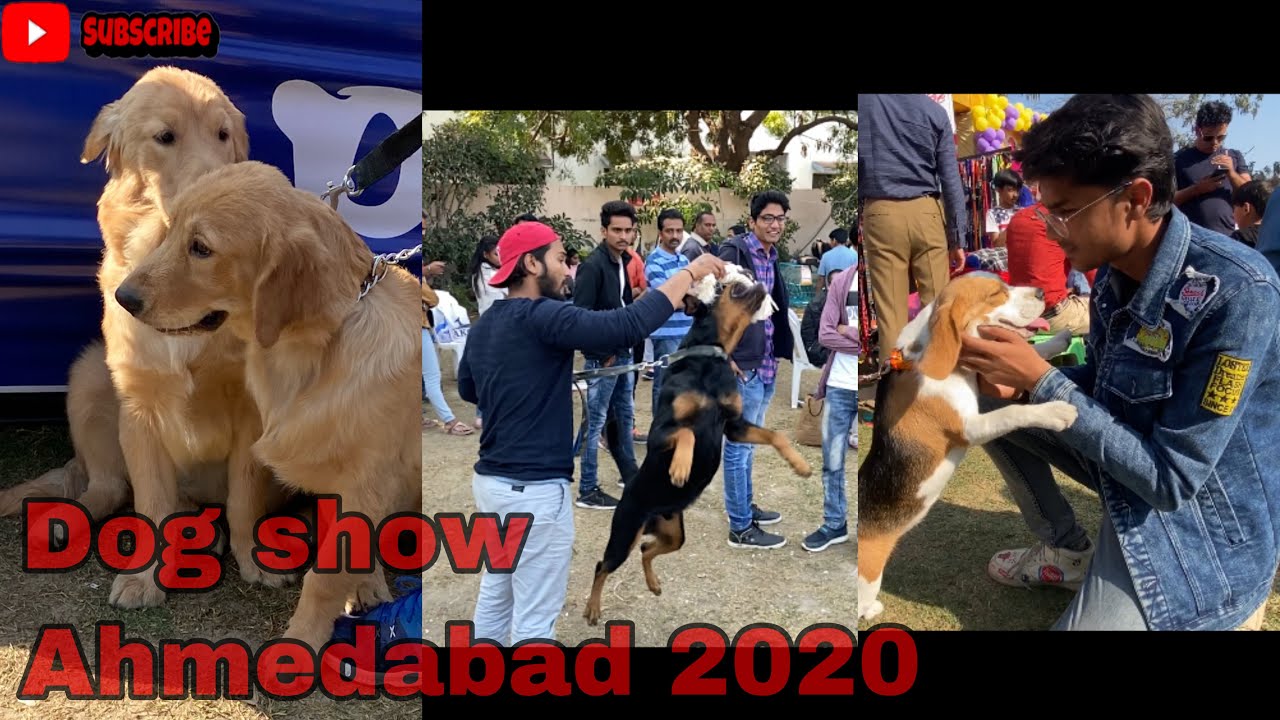 Dog Show | Ahmedabad dog show |Ahmedabad kennal club | Gujarat #bhavyazala