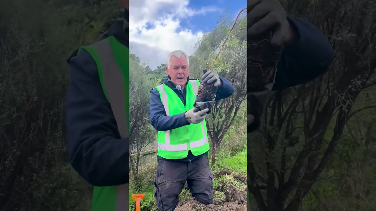 Learn what trees to plant in the wet season | Porirua, New Zealand