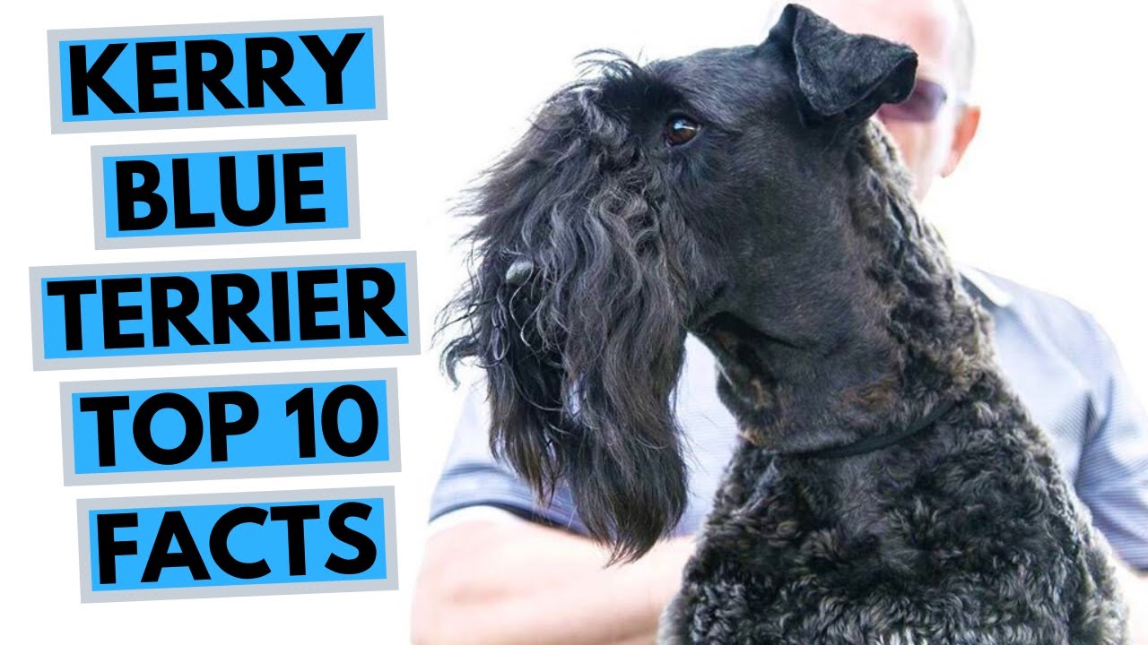 Kerry Blue Terrier - TOP 10 Interesting Facts