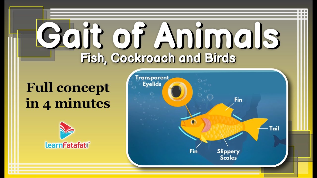 Gait of Animals - Fish, Cockroach and Birds | Class 6 Science Body Movements - LearnFatafat