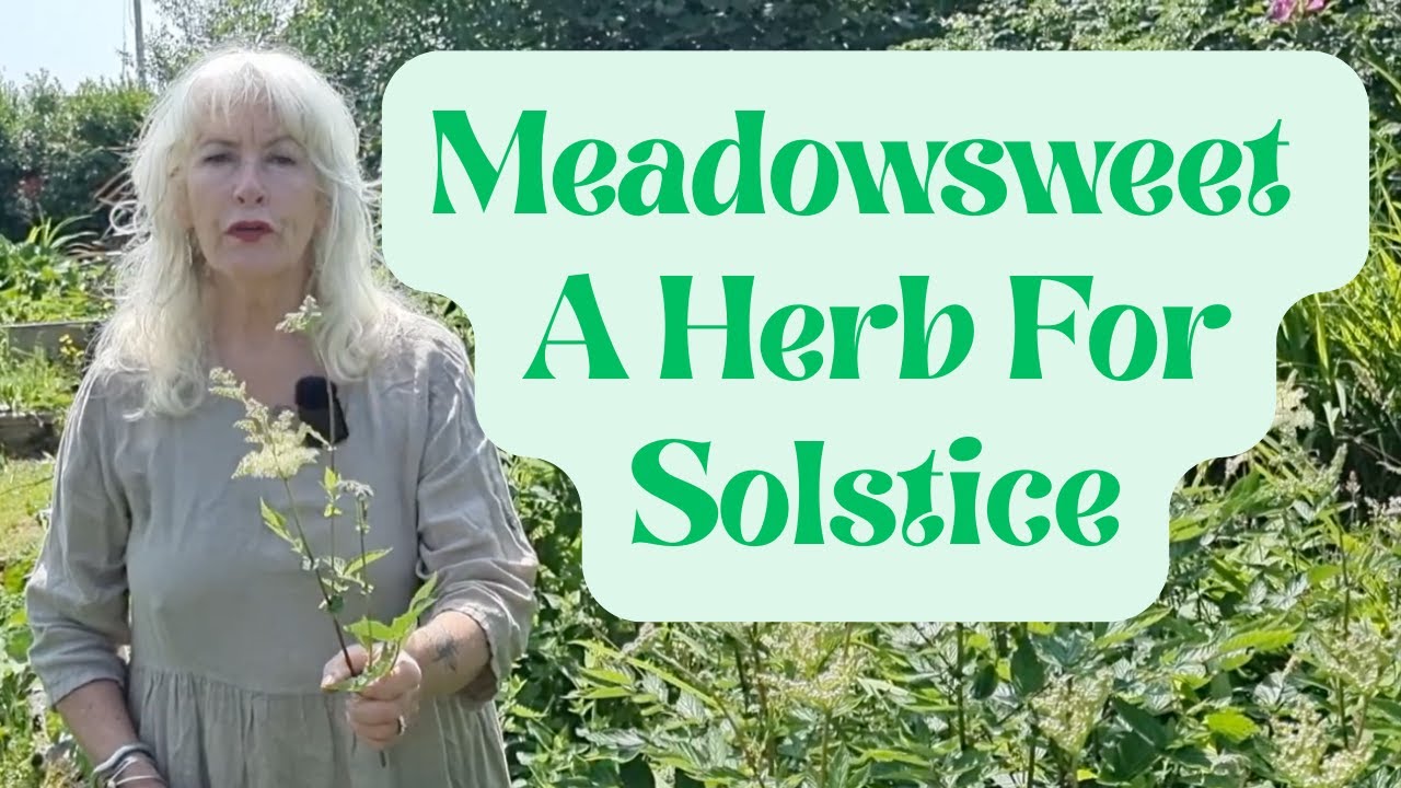 Meadowsweet - A Herb for Solstice