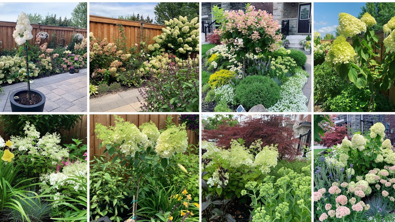 How to Prune Panicle Hydrangea Trees (Newly Trained & Mature Hydrangeas) - Early April 2022