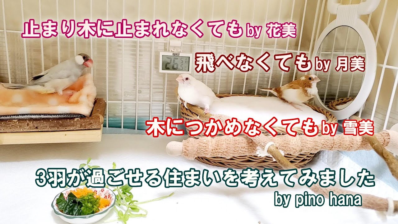 【個性ある鳥たちの住まいづくり】文鳥・十姉妹の環境を整えてみました　雪月花　　pinohana　ジュウシマツ　ブンチョウ　フィンチ