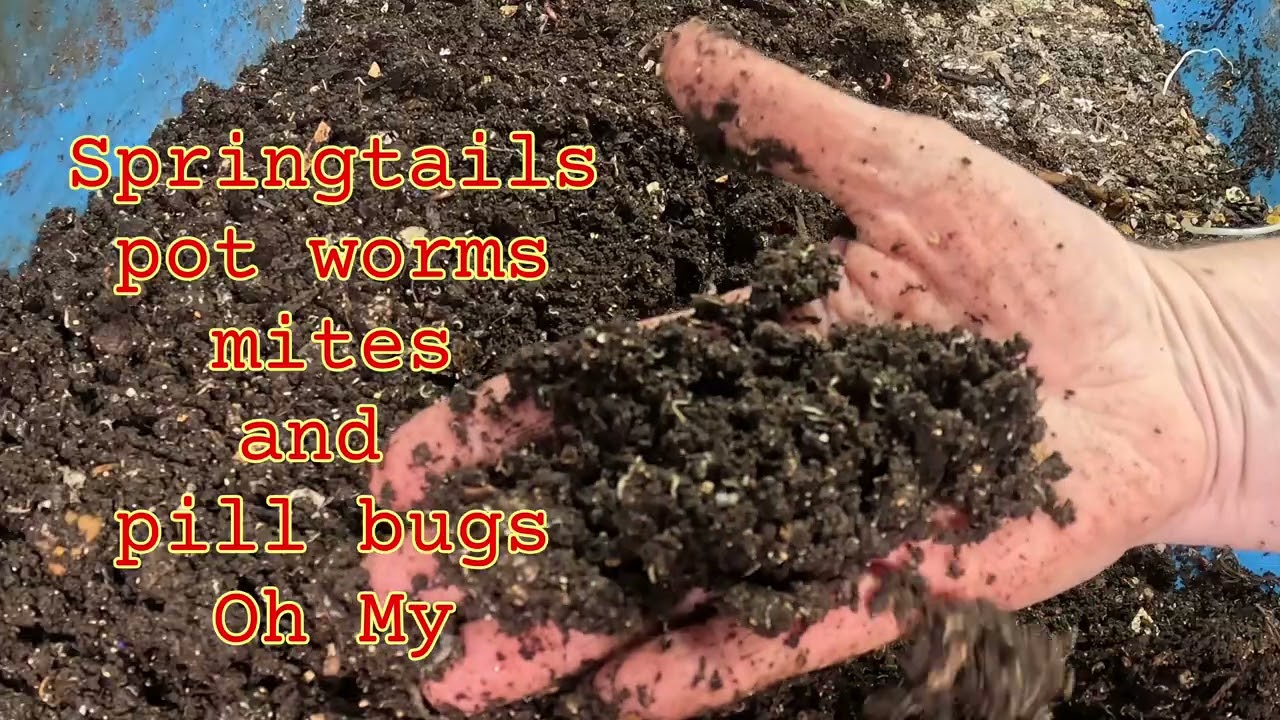 Worm Farm Reality Check: Size, Feeding & Expansion Plans