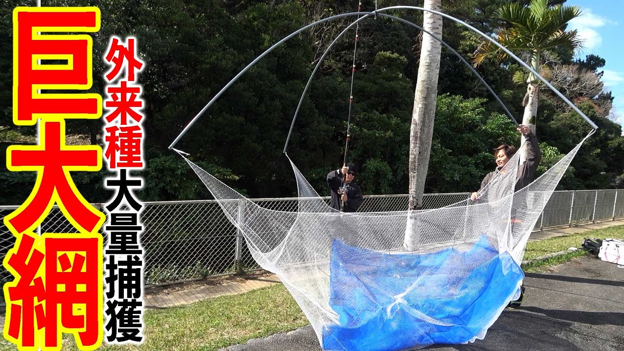 SOS！沖縄で異常繁殖したオイカワを巨大網で大量捕獲！　前編