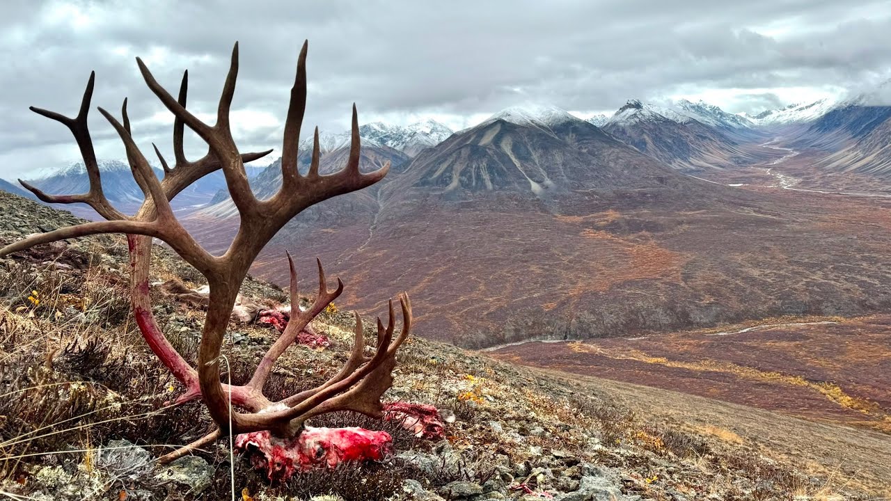 400&rdquo; Caribou!!! | Fly In Alaska Caribou Hunt | Week In The Wild Part 2 | S9E3 | Limitless Outdoors