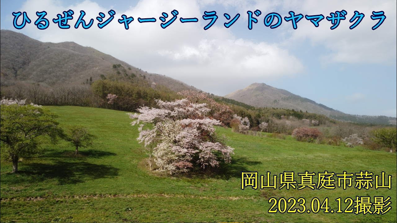 ひるぜんジャージーランドのヤマザクラ　2023.04.12撮影