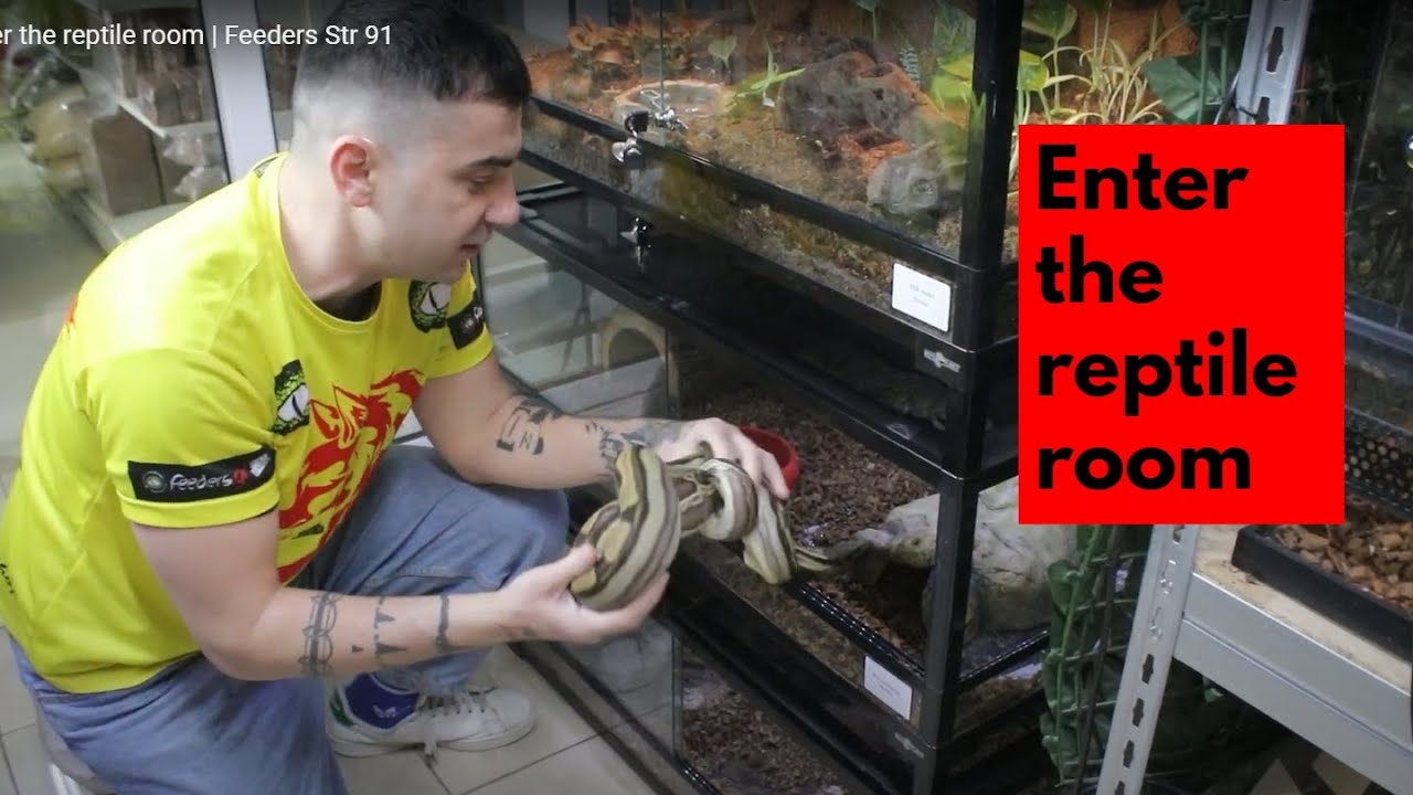 Enter the reptile room | Feeders Str 91