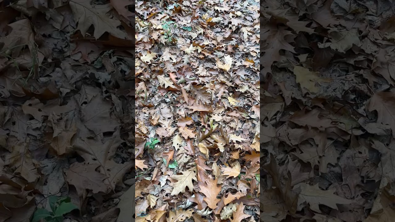 Autumn Leaves Crunch ASMR 🍂 Walking Through a Dutch Forest